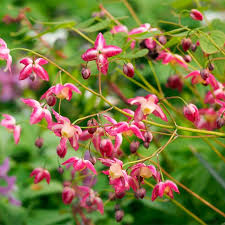 Экстракт горянки (Epimedium)